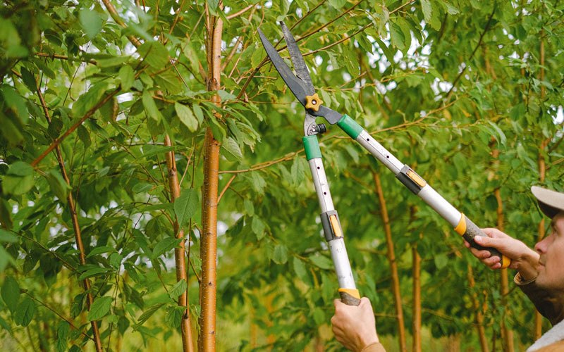Tree trimming in Hillsboro, OR